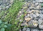 120*150mm Gabion Wire Mesh