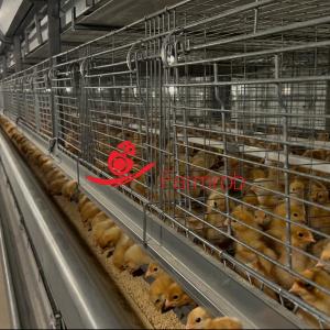 China Enriched 3-Tier Poultry Cage System Stable Baby Chick Cage wholesale