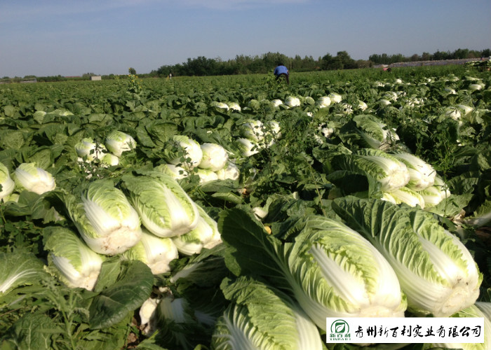 Healthy Organic Napa Cabbage / Slim Figure Chinese Green Cabbage