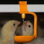 1.1kw Automatic Chicken Feeders And Waterers 450kg/H Delivery