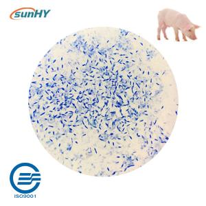 China Sunhy Promote Digestion Probiotics For Swine Feed Grade wholesale