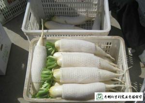 China Healthy Fresh White Radish , Clean Giant White Radish Without Pollution wholesale
