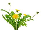 Water Soluble Organic Dandelion Root Herbal Extract Powder
