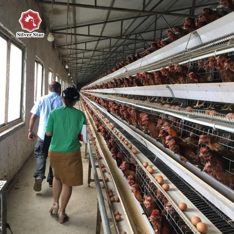 Q235 Hot Galvanized Automatic Day Old Chicks Cage For Poultry Farm