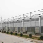 Multispan Polycarbonate Tunnel Greenhouse For Vegetables Growing
