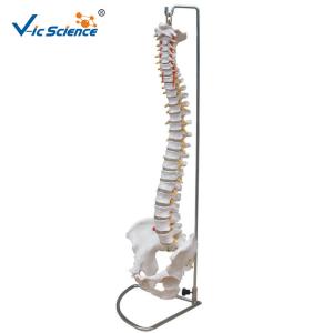 China 9kgs Medical Human 80cm Anatomical Skeleton Model wholesale