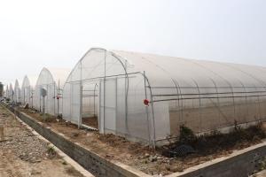 China Polytunnel Sri Lanka Colombo Steel Frame Greenhouse Single Span wholesale