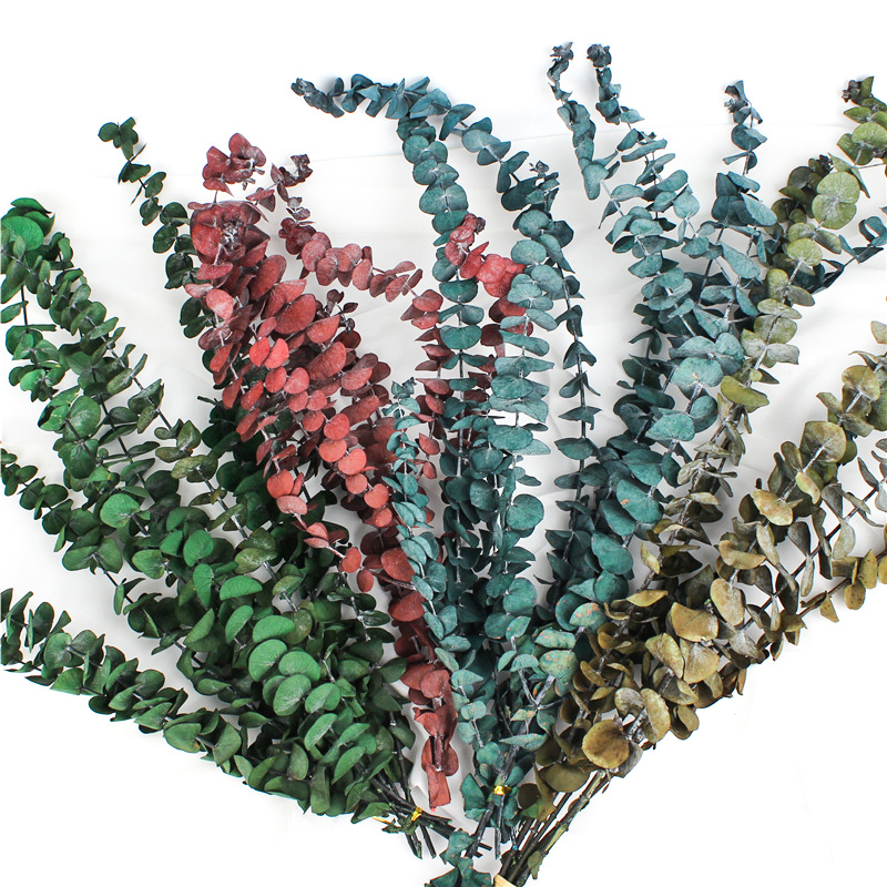 Long Lasting Dried Eucalyptus Leaves , Dried Eucalyptus Decor Eternal Life
