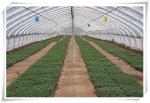 3m High Agricultural Poly Tunnel Greenhouse Transparent Colour Customizable
