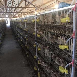 China Corrosion Resistant Cage For Quail Farming , 380V / 220V Small Bird Cage wholesale