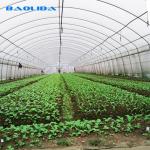 Polyethylene Film Greenhouse Agritulture Tunnel Plastic Greenhouse For Plant
