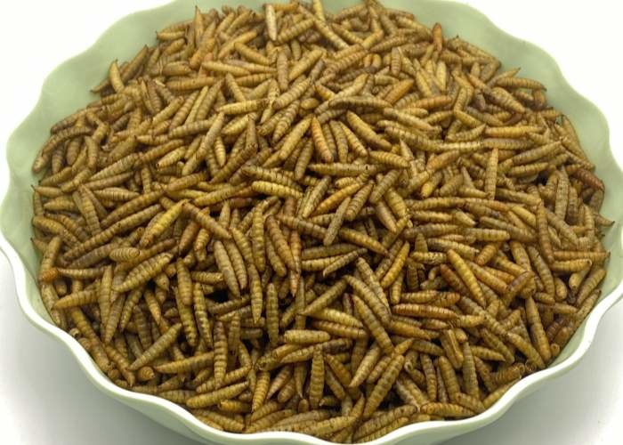 Origin Fine Powder Black Soldier Fly Powder