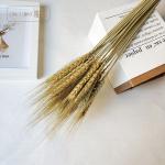 OEM Tall Stems Harvest 70cm Dried Wheat Dried Flower Bunches