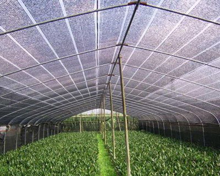 high quality forest seedling tray