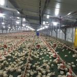 Hot Dip Galvanized Automatic Poultry Animal Husbandry Equipment For Farming