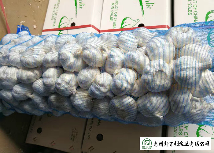 Normal White Fresh Organic Garlic , Raw Garlic -3 ℃ To 0 ℃ Transporting Temperature