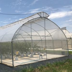 China Thailand Multi Span Automatic Vent Greenhouse Electric Tropical Climate Controlled wholesale