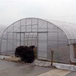 Single Span PE Film Greenhouse TUV Low Cost Poly Tunnel Greenhouse