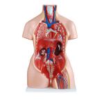 Medical Education 85cm Torso Anatomy Model With 23 Parts