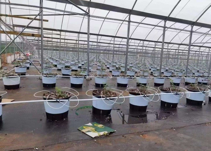 Wholesale Price Drip Irrigation System Plastic Watering Dripper 1/2/4 Way 4 Branches Bend Arrow Set Drip Arrow