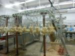 SS304 Automatic Slaughtering Machine Poultry Farming Equipment SONCAP Approval