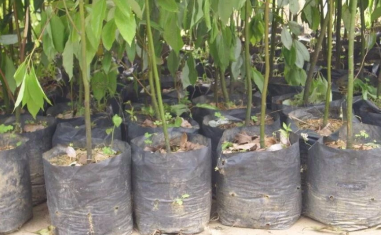 1 2 3 4 5 7 10 15 20 Gallon Tree Or Flower Planting Grow Bag