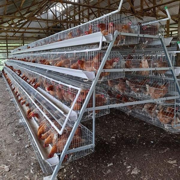 Quality Automatic Layer Poultry Equipment A Type Battery Egg Layer Chicken Wire Cages for sale