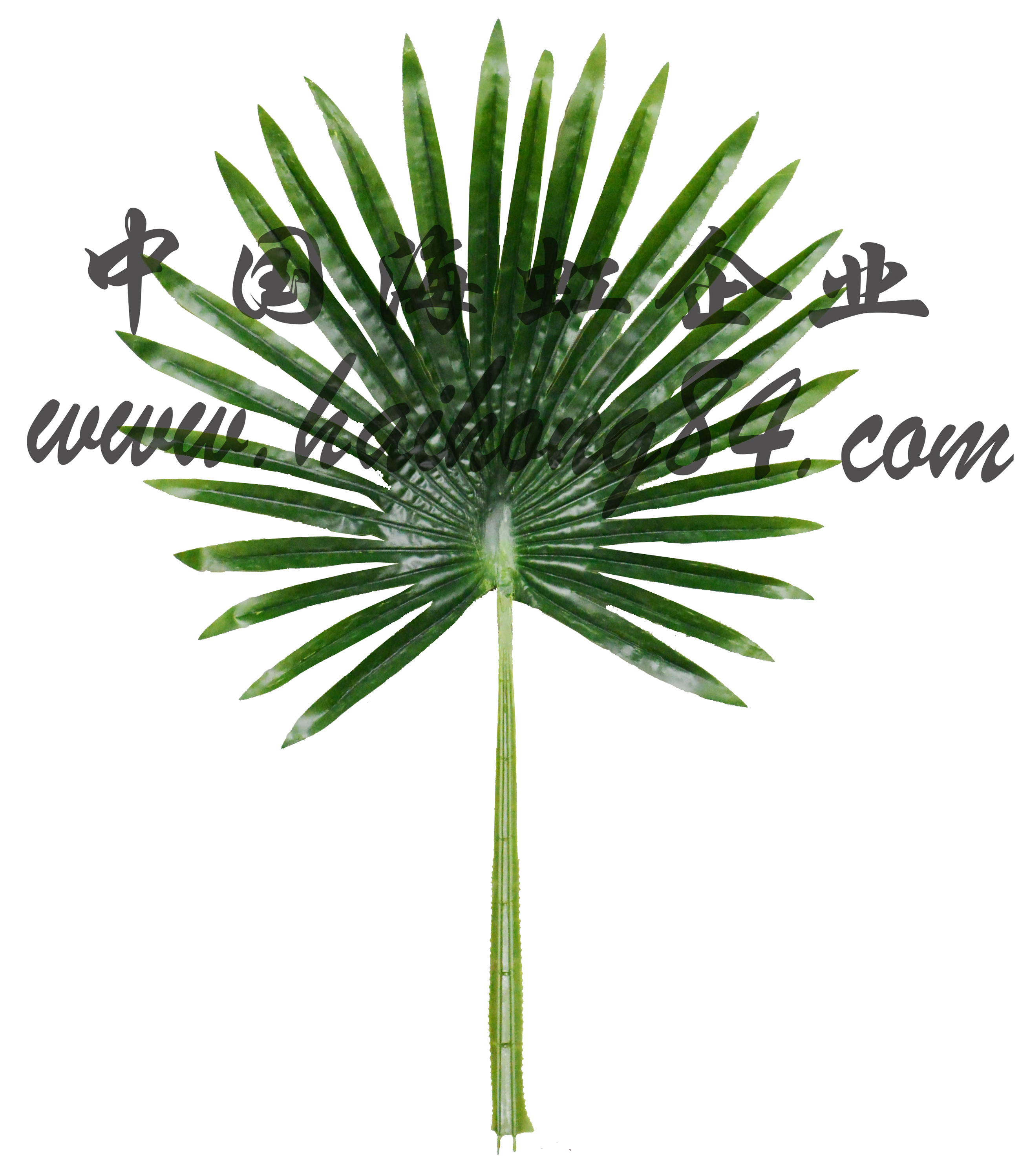 Small Palm Trees