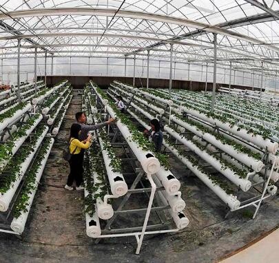 PC Sheet Commercial Hydroponic Greenhouse For Cultivation Vegetables / Flowers / Fruit Trees