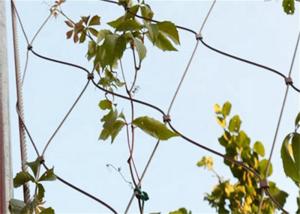 China 100*100mm Wire Rope Mesh Green Plant Climbing Ss304 wholesale