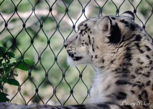China Stainless Steel Animal Enclosure Mesh Corrosion Resistant For Lion / Tiger Cage wholesale