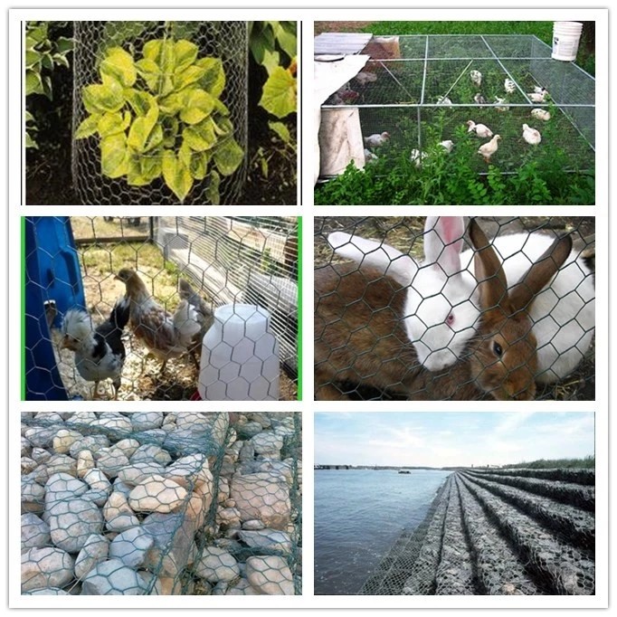 Double Twisted Galvanized Hexagonal Wire Mesh For Poultry Farm