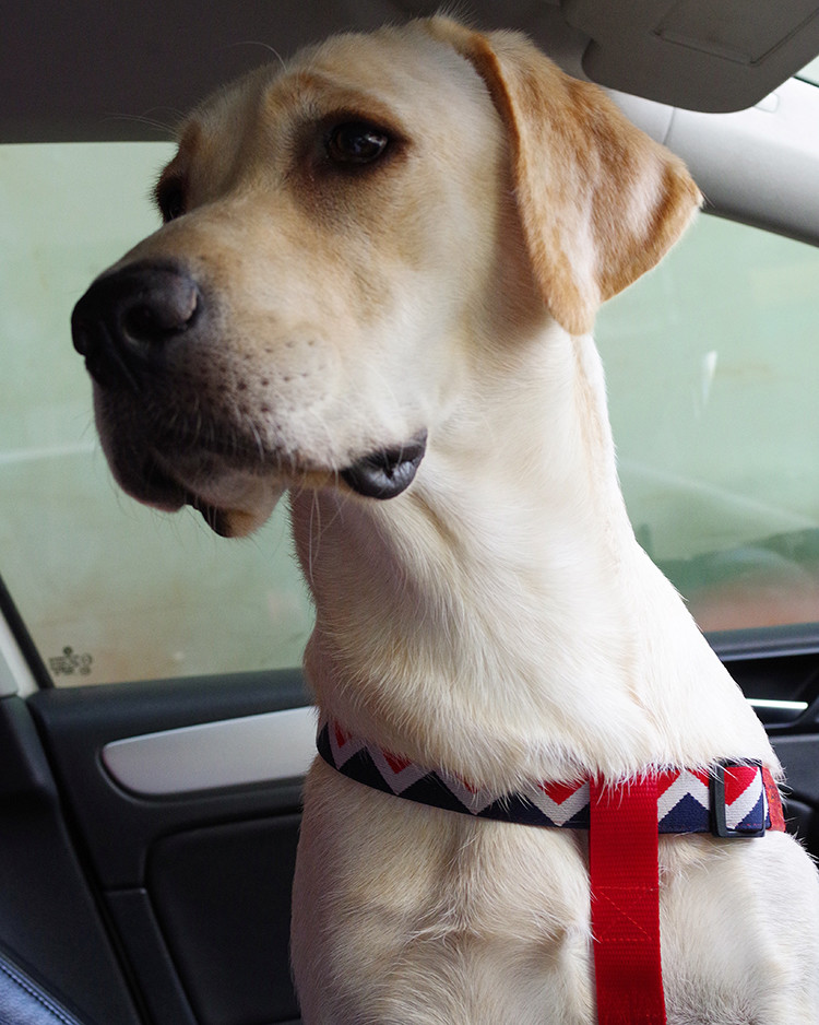 Anti Escape Christmas Dog Vest Harness For Small Dogs Pets Adjustable Puppy Harness