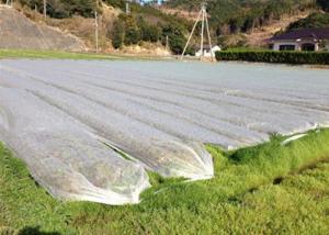 China Non Woven Ground Cover Agriculture Non Woven Fabric Prevent Weeds From Ruining Landscape wholesale