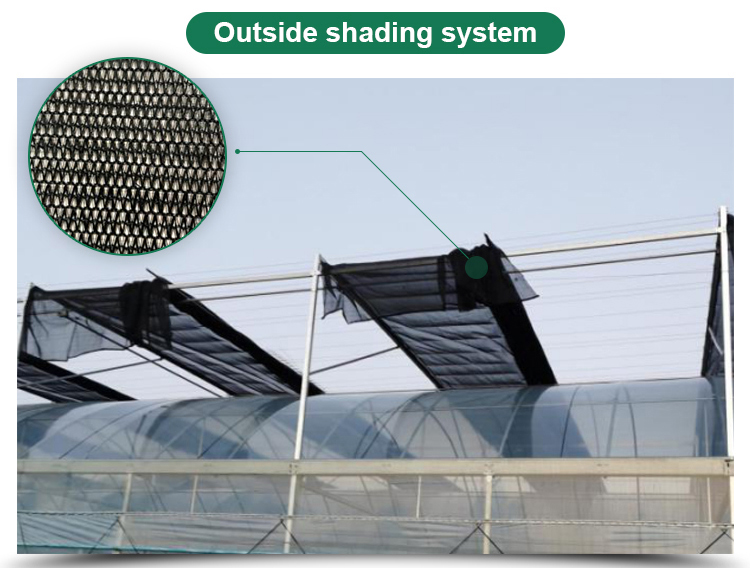 Agricultural Greenhouse Ltd. Presents Large Vertical Hydroponic System for Lettuce