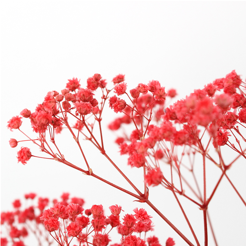 Preserved Gypsophila Baby'S Breath , Dried Gypsophila Wedding Table Flowers