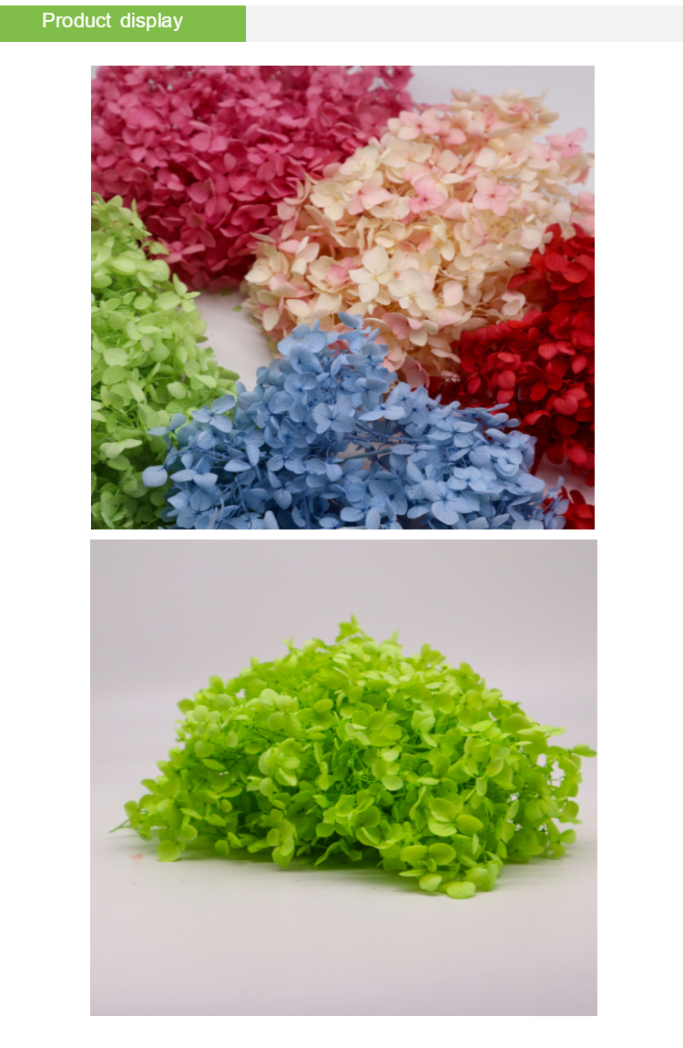 Beautiful multicolored Preserved Flower Hydrangea Bouquet Wholesale Preserved Foliage Preserved Big Leaf