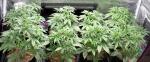 670W AC100V UV LED Grow Lights For Medical Herb