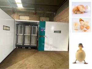 China 19200 Large Scale Egg Incubators Incubate Ducks Birds Goose Eggs wholesale