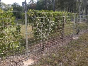 China Black Painted Or Hot Dipped Galvanised Star Pickets Y Steel Fence Posts wholesale