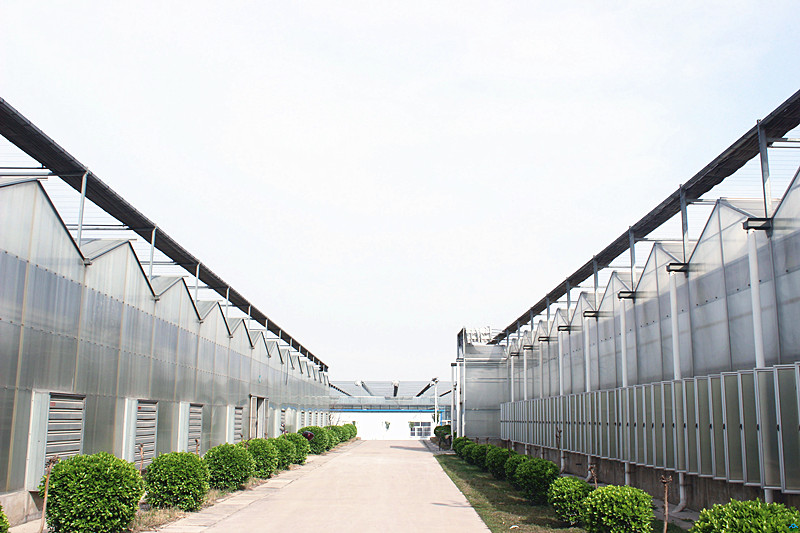 White / Transparent Commercial Outdoor Greenhouse Transmittance Rate >80%
