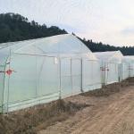 Hot Galvanized Steel Frame Tropical Fruit Grow Greenhouse Commercial Greenhouses