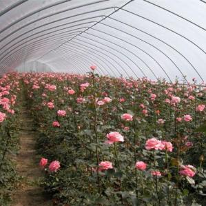 China Flower Tunnel Plastic Greenhouse Vegetable Growing Single Span Greenhouse wholesale