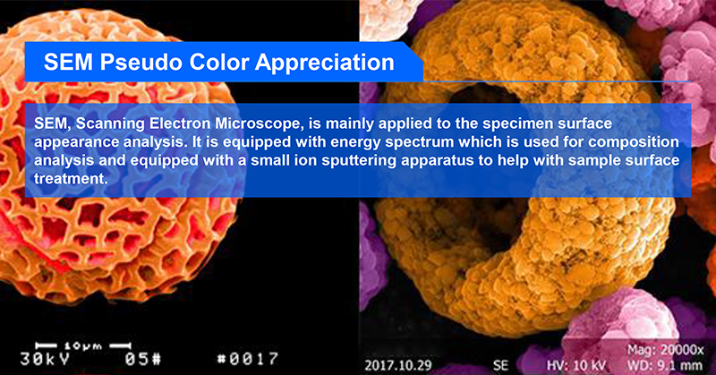Controled Mouse Scanning Electron Microscope Sem 8x~800000x Magnification