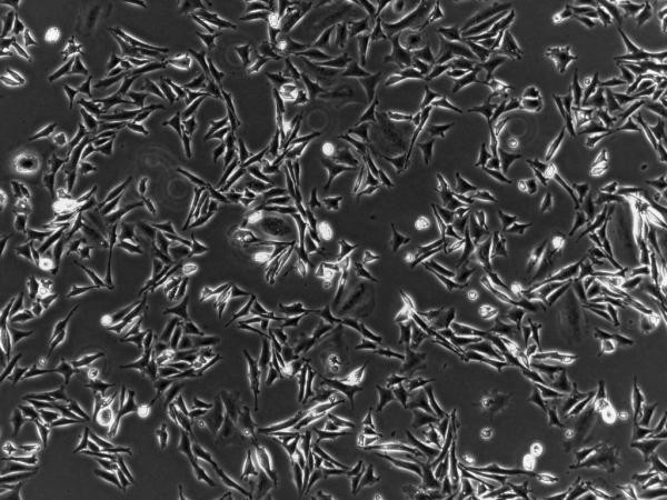 175cm2 TCT Flask Cell Culture Sealed Cell Culture Consumables PS
