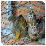 Bird Netting Aviary Fence Steel Cable Mesh 30*30mm