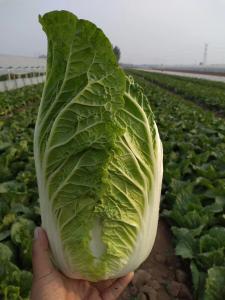 China Healthy Organic Napa Cabbage / Slim Figure Chinese Green Cabbage wholesale