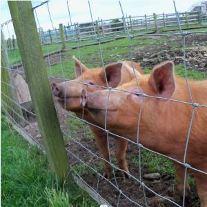 China Green Cattle Fence Mesh Grassland Horse Wire Netting wholesale