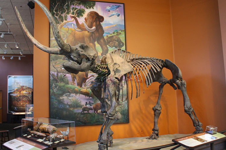 Museum Standard Fiberglass Complete Dinosaur Fossil With Anti Rust Steel Frame