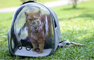 China Outdoor Pet Carrier Backpack Portable Bubble Window Backpack Transparent wholesale